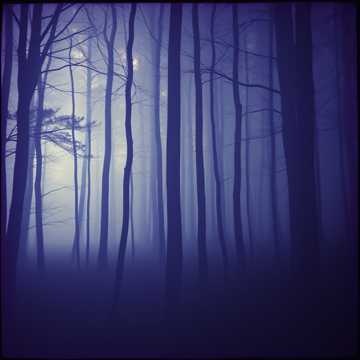 Shadows on the Run (1)