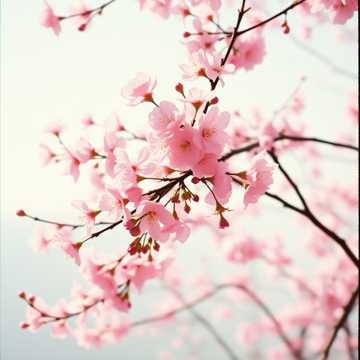Moonlit Petals (1)