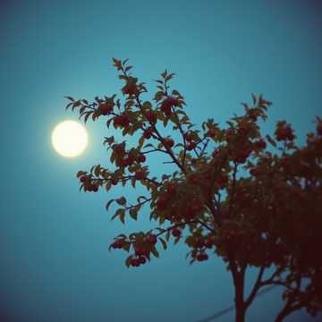 Moonlit Petals