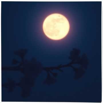 影の舞 (Dance of Shadows) (9)