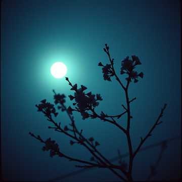 風のささやき (2)